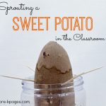 Growing-a-Sweet-Potato-with-Preschoolers