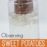 Observing-Sweet-Potatoes-in-the-Preschool-Science-Center